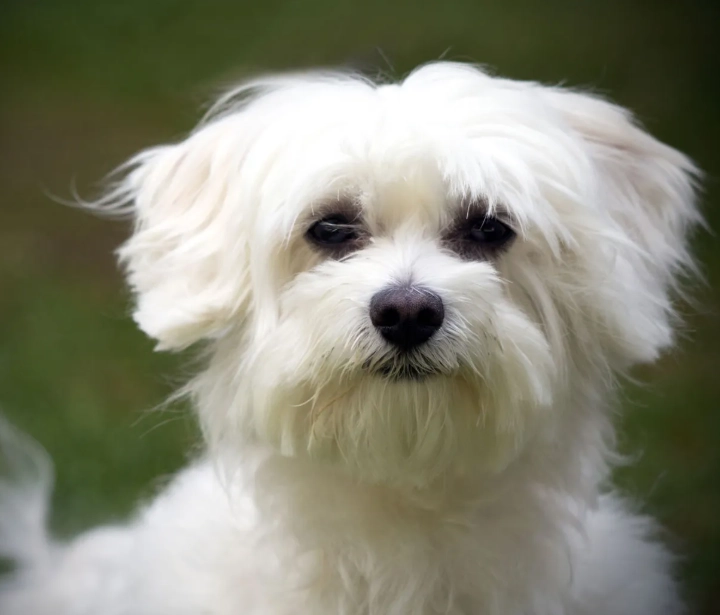 Maltese dog Maltese dog