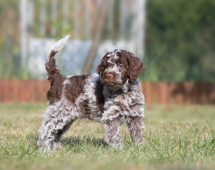 Lagotto Romagnolo puppy Lagotto Romagnolo puppy