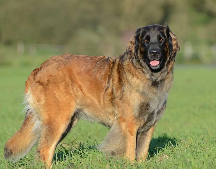 Leonberger temperament