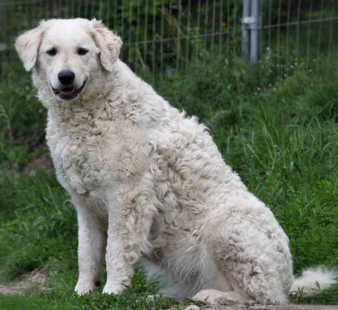 Kuvasz breed information