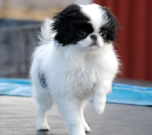 Japanese Chin care