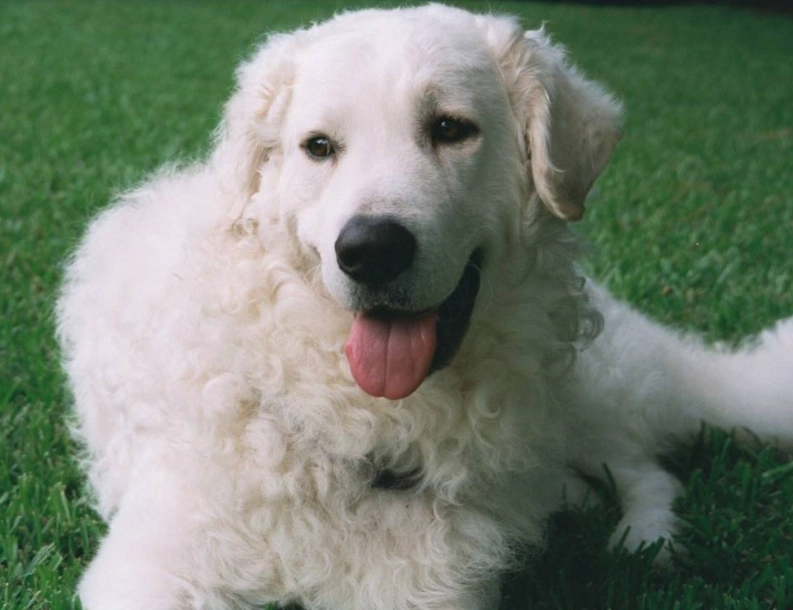Kuvasz temperament