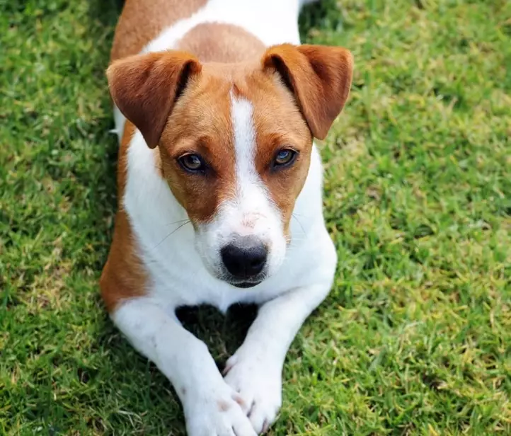 Jack Russell Terrier training tips Jack Russell Terrier training tips