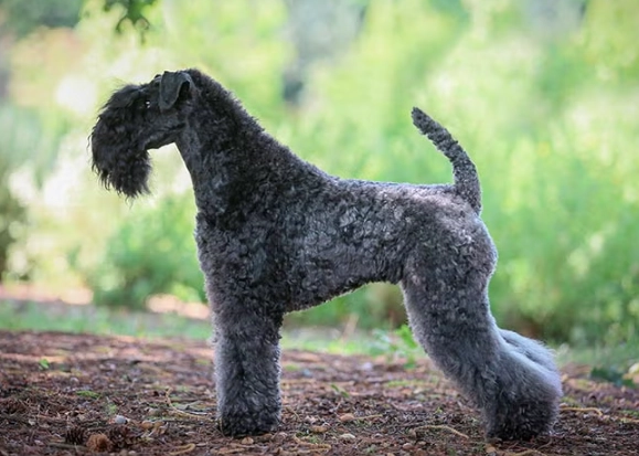 Kerry Blue Terrier grooming