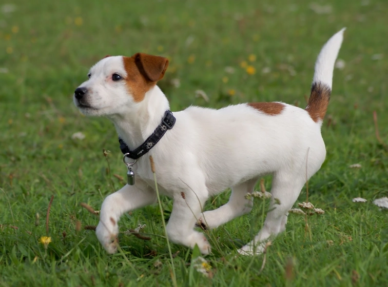 Jack Russell Terrier characteristics Jack Russell Terrier characteristics