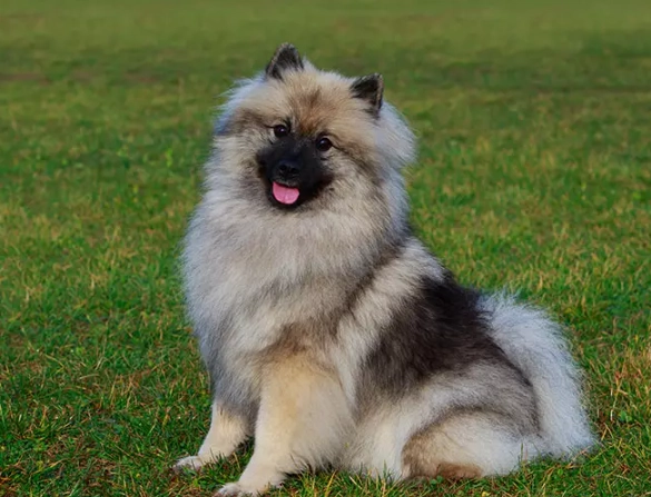 Keeshond dog breed