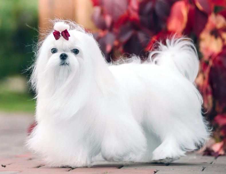 Maltese breed information Maltese breed information