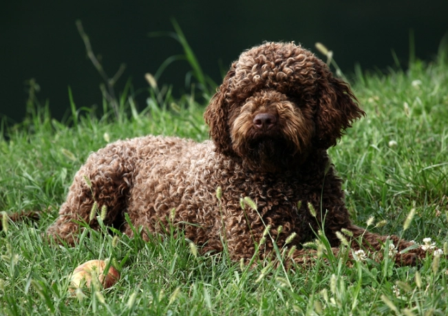 Italian water dog Italian water dog