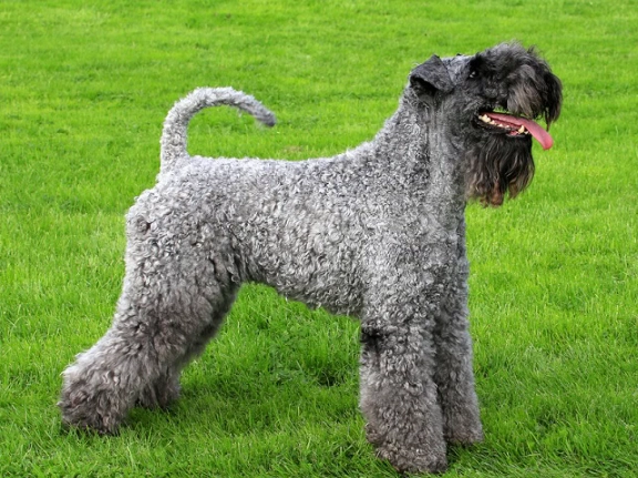 Kerry Blue Terrier temperament