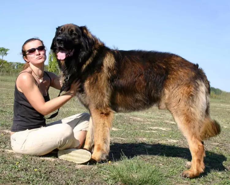 Leonberger dog