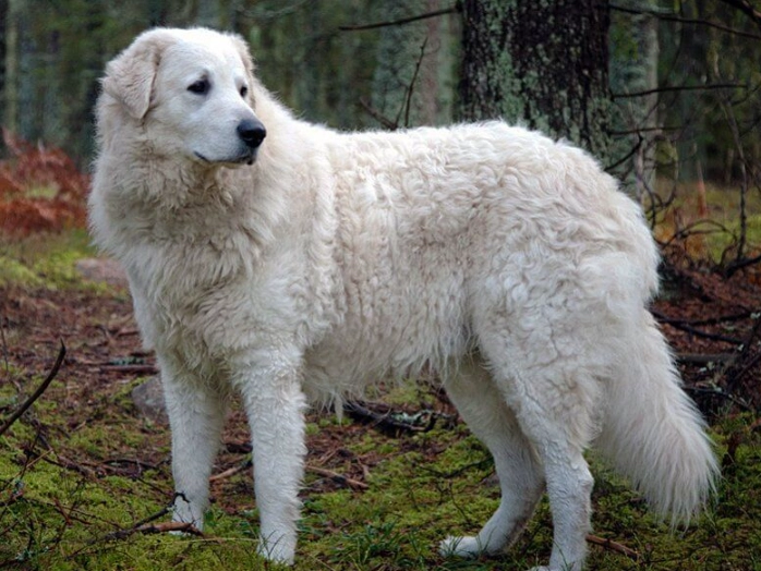 Kuvasz breed information