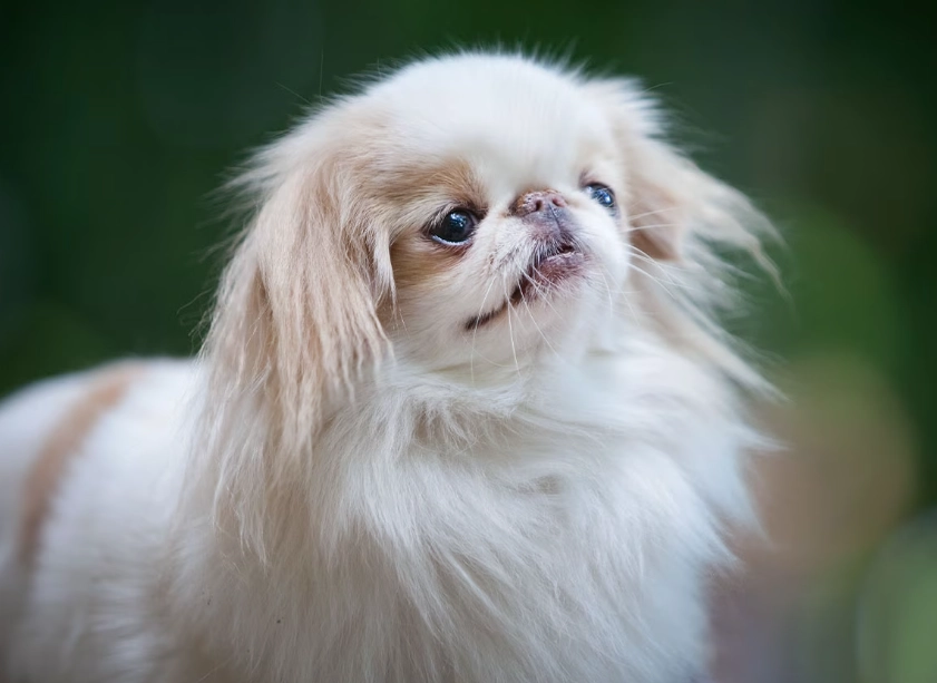 Japanese Chin dog