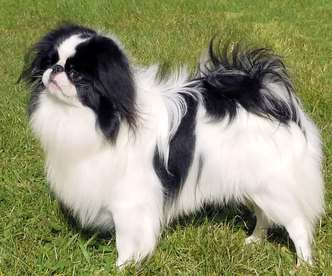 Japanese Chin dog