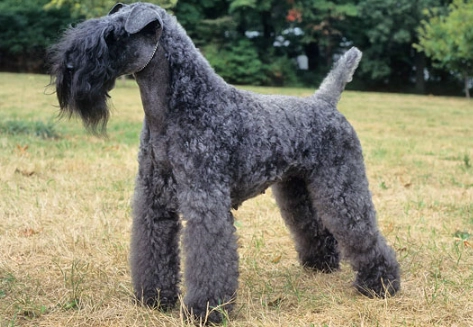 Kerry Blue Terrier temperament
