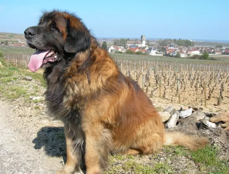 Leonberger temperament