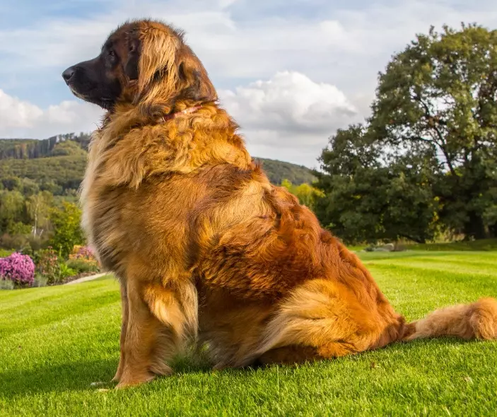 Leonberger temperament
