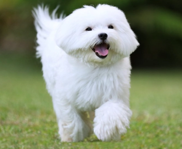 Maltese dog Maltese dog