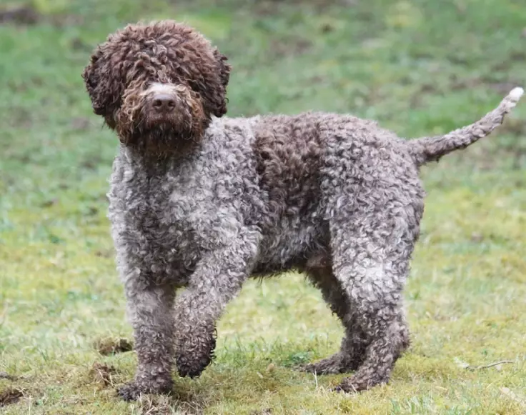 Italian water dog Italian water dog