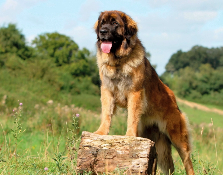 Leonberger dog