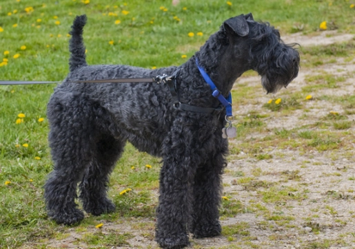 Kerry Blue Terrier grooming