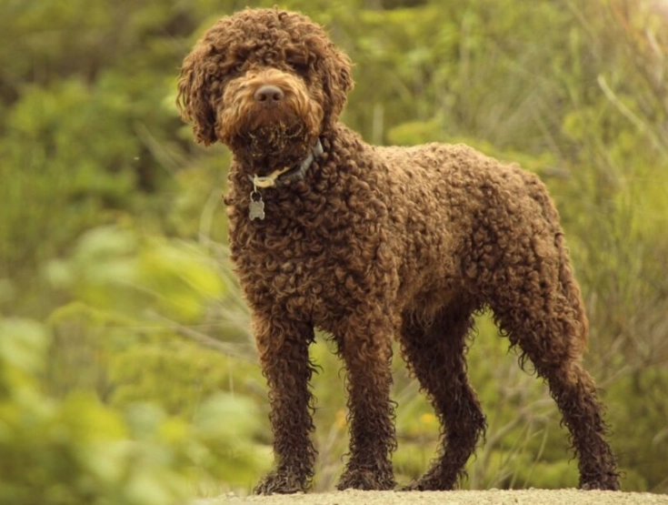 Lagotto Romagnolo puppy Lagotto Romagnolo puppy
