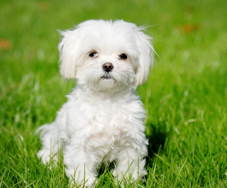Maltese dog Maltese dog