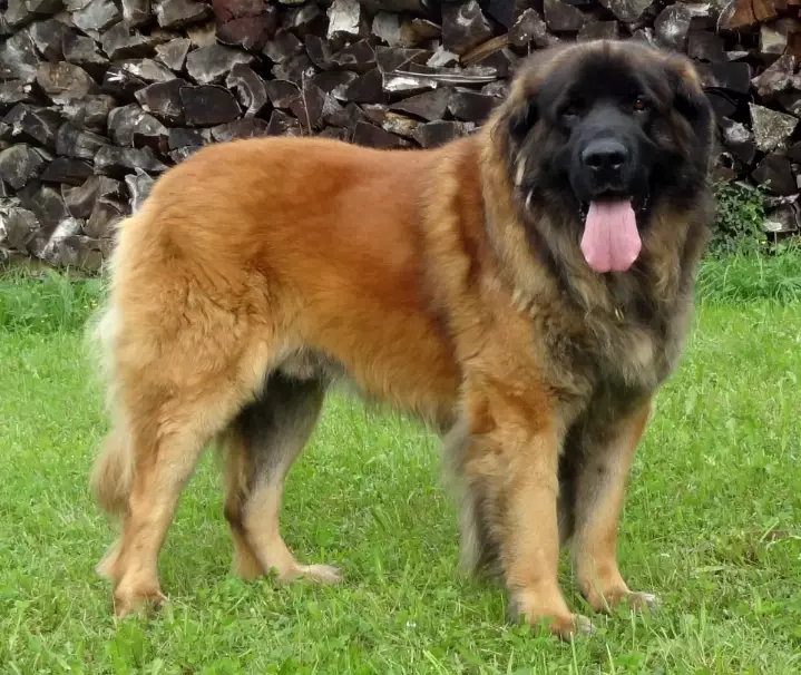 Leonberger dog