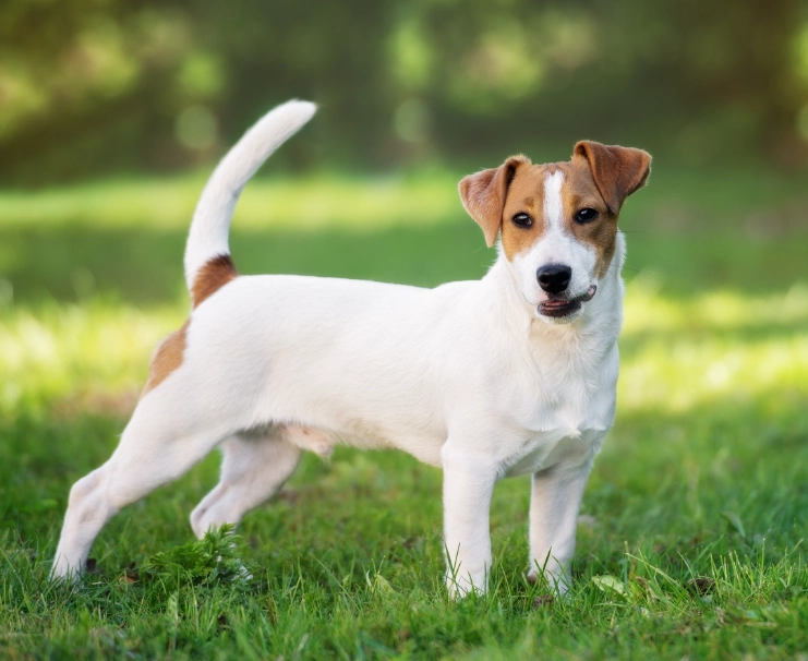 Jack Russell Terrier characteristics Jack Russell Terrier characteristics
