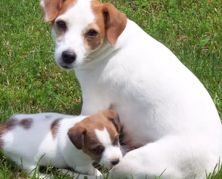 Jack Russell Terrier training tips Jack Russell Terrier training tips