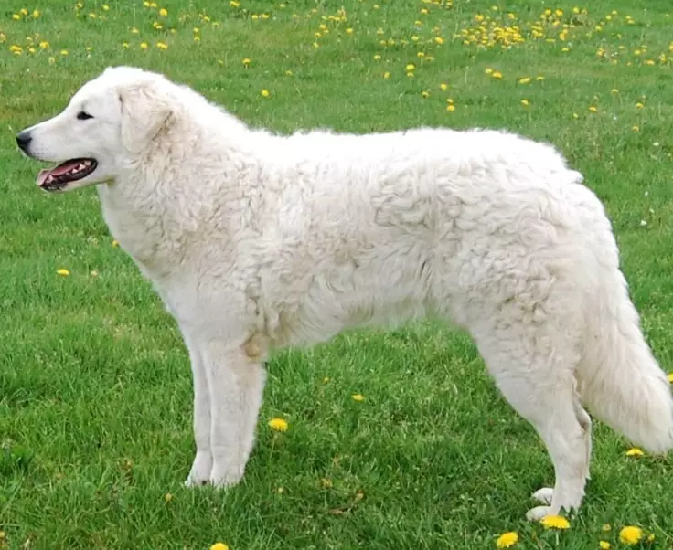 Kuvasz temperament
