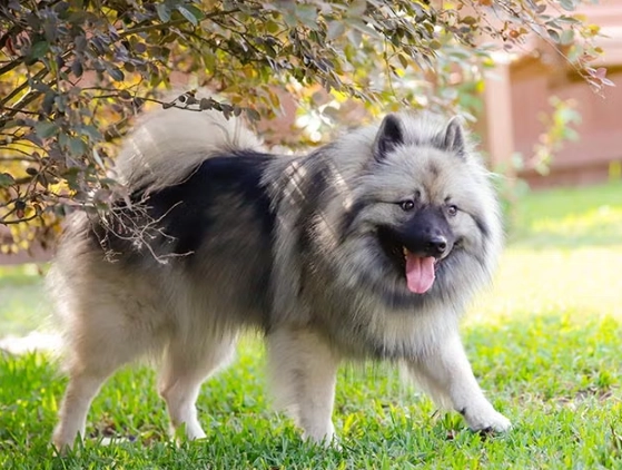 Keeshond temperament