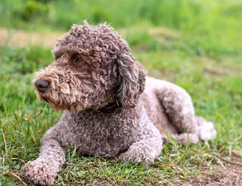 Italian water dog Italian water dog