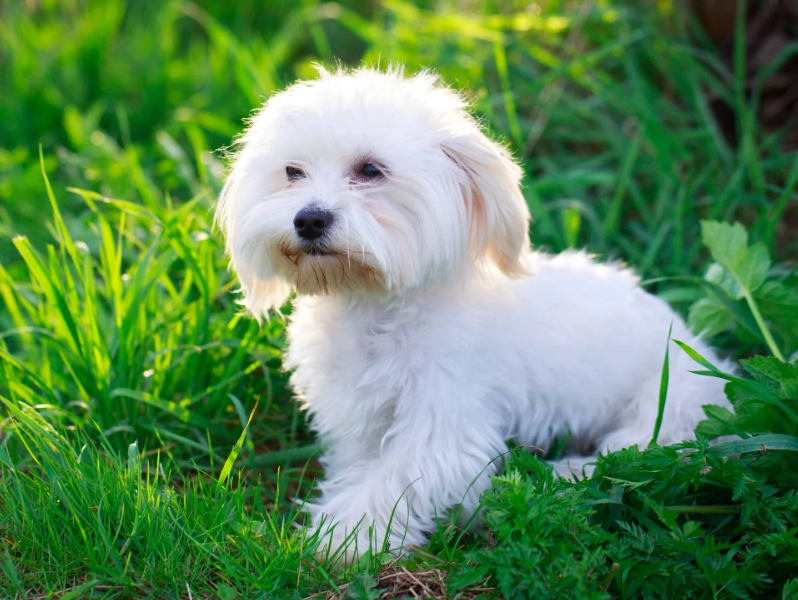 Maltese breed information Maltese breed information