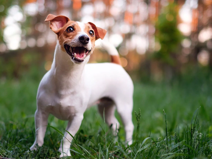 Jack Russell Terrier health problems Jack Russell Terrier health problems