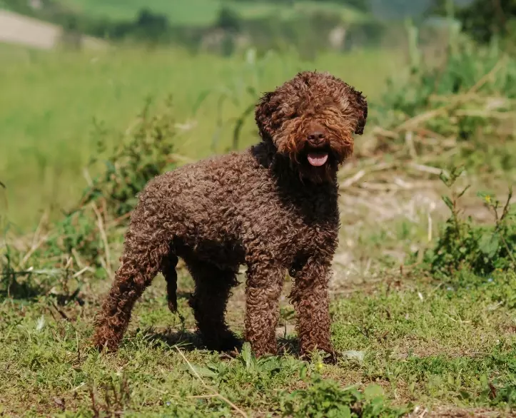 Lagotto Romagnolo puppy Lagotto Romagnolo puppy