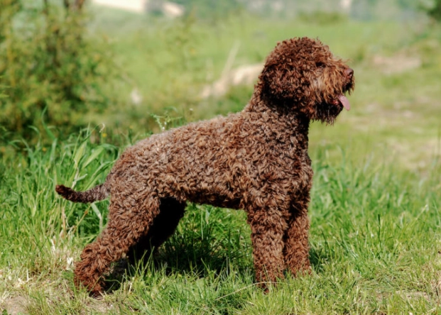 Lagotto Romagnolo puppy Lagotto Romagnolo puppy