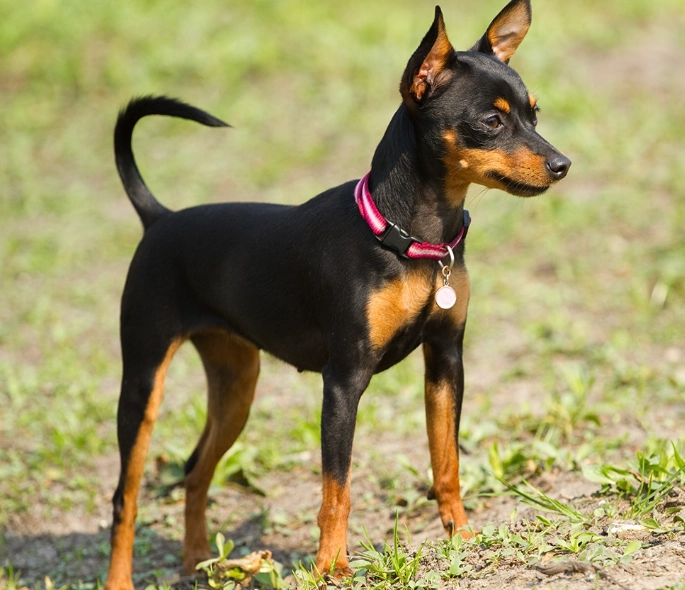 Miniature Pinscher care Miniature Pinscher care