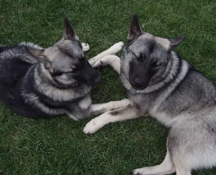 Norwegian Elkhound pros and cons