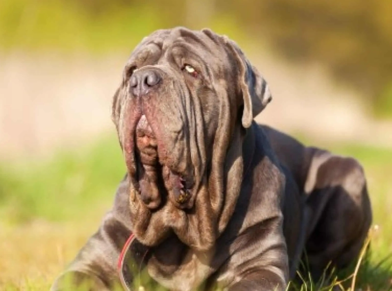 Neapolitan Mastiff temperament Neapolitan Mastiff temperament
