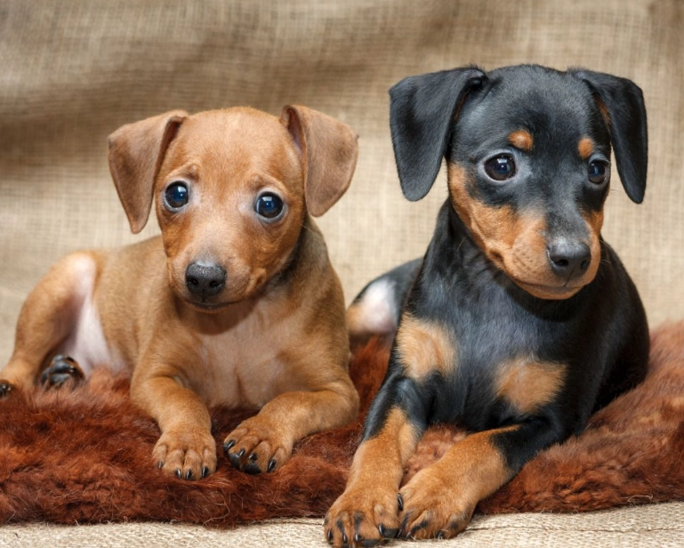 Miniature Pinscher care Miniature Pinscher care