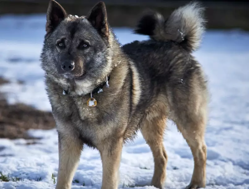 Norwegian Elkhound family dog