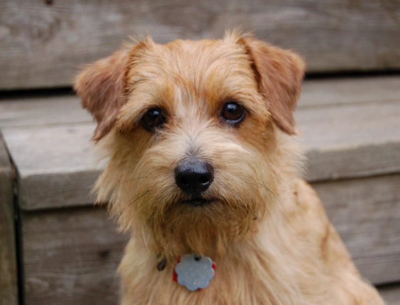 Norfolk Terrier puppy