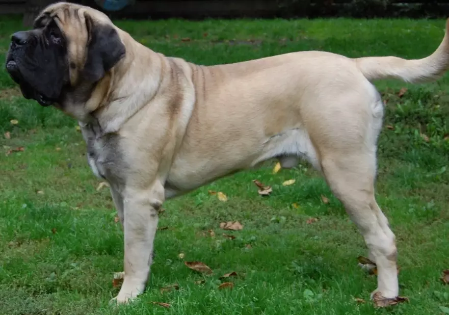 Mastiff care Mastiff care