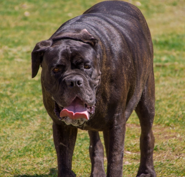 Neapolitan Mastiff temperament Neapolitan Mastiff temperament