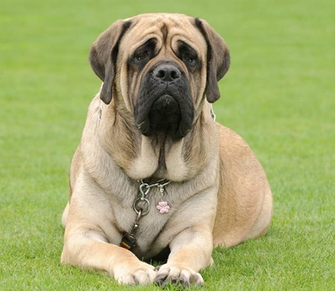 Mastiff breeds Mastiff breeds