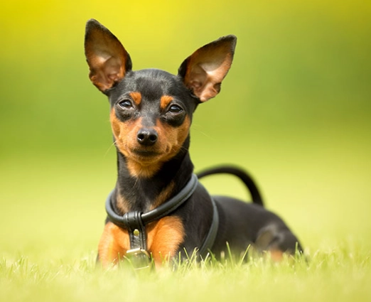 Miniature Pinscher temperament Miniature Pinscher temperament