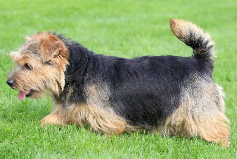Norfolk Terrier puppy