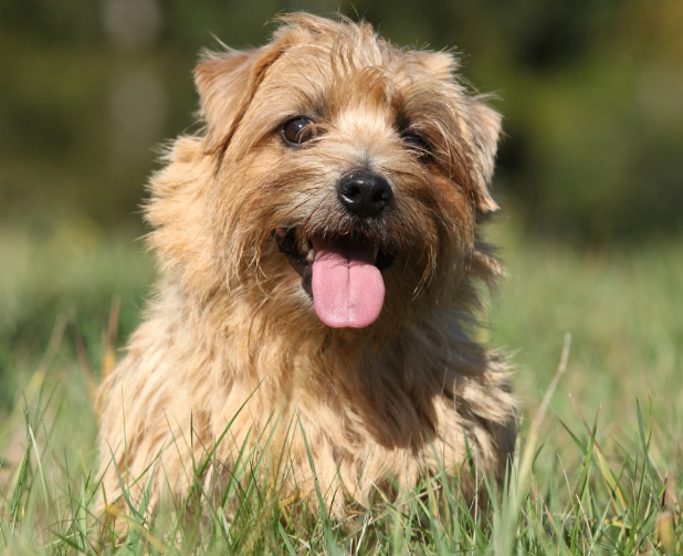 Norfolk Terrier puppy