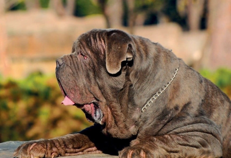 Neapolitan Mastiff temperament Neapolitan Mastiff temperament
