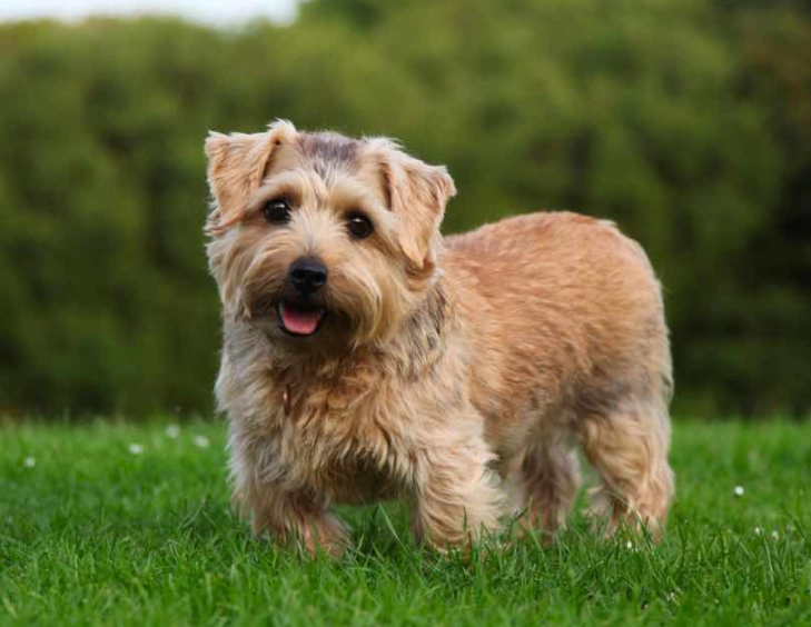 Norfolk Terrier care